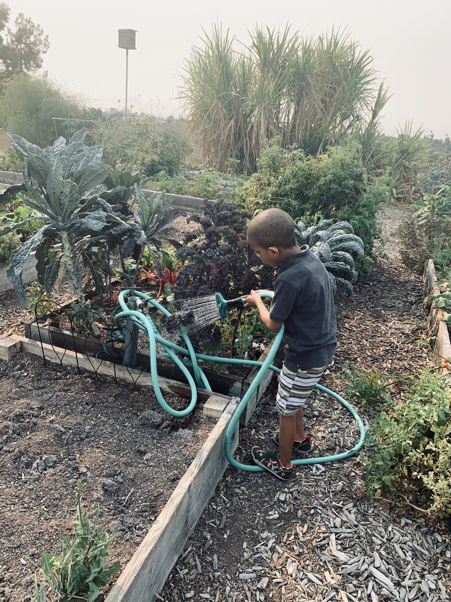Sow Seeds of Change: Help Us Build a School Garden! featured image 1761157891