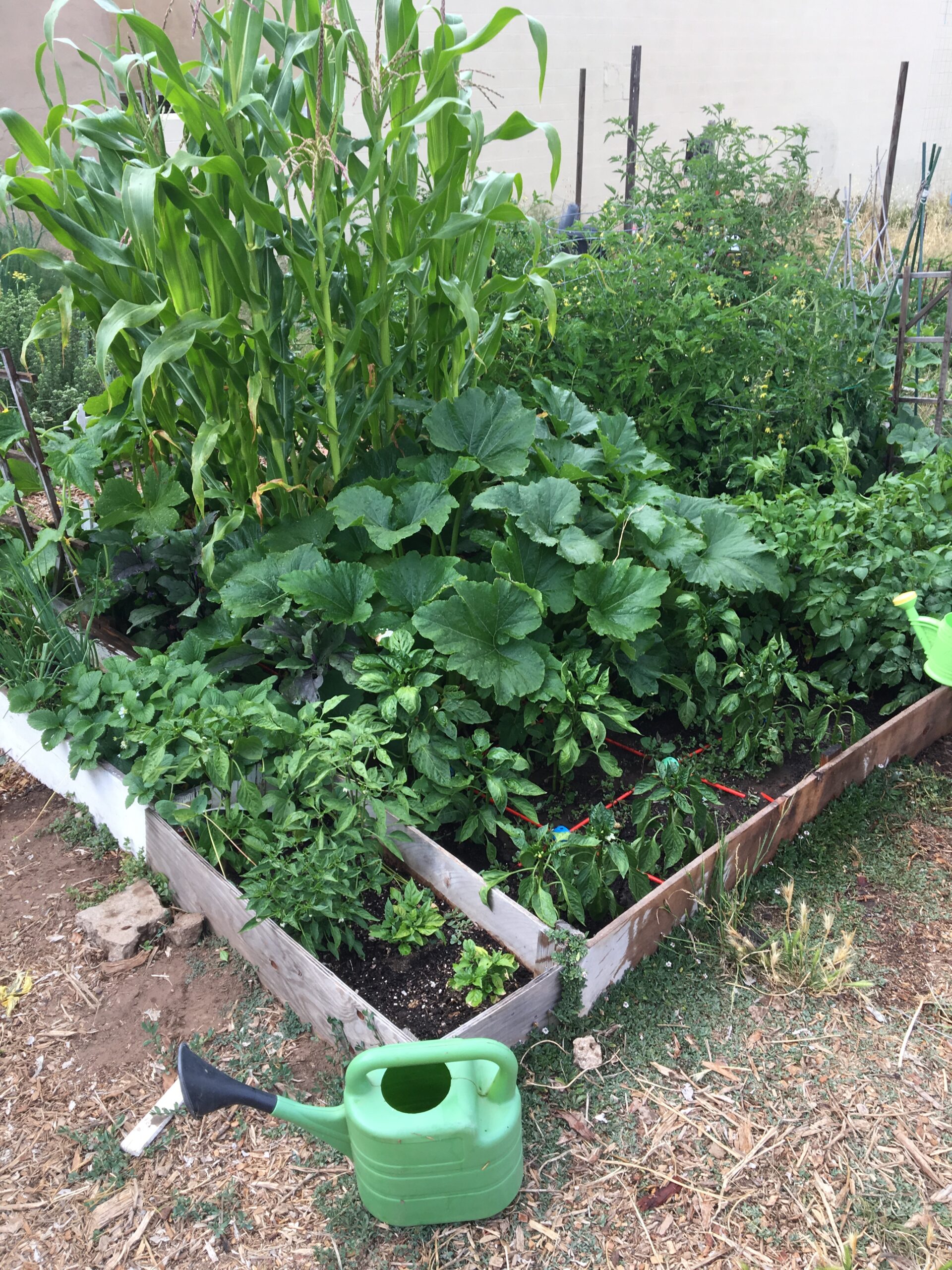 Quick Tips to Boost Your Garden's Sustainability Today featured image 1761244230