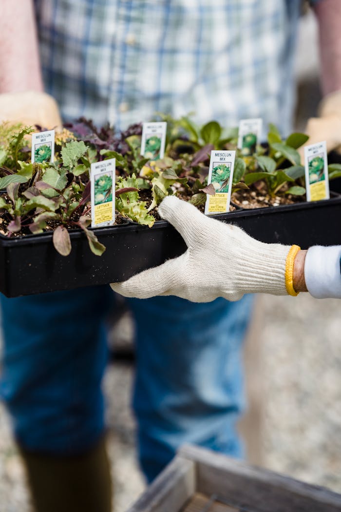 Gardener transferring seedlings in a tray, showcasing hands-on gardening.