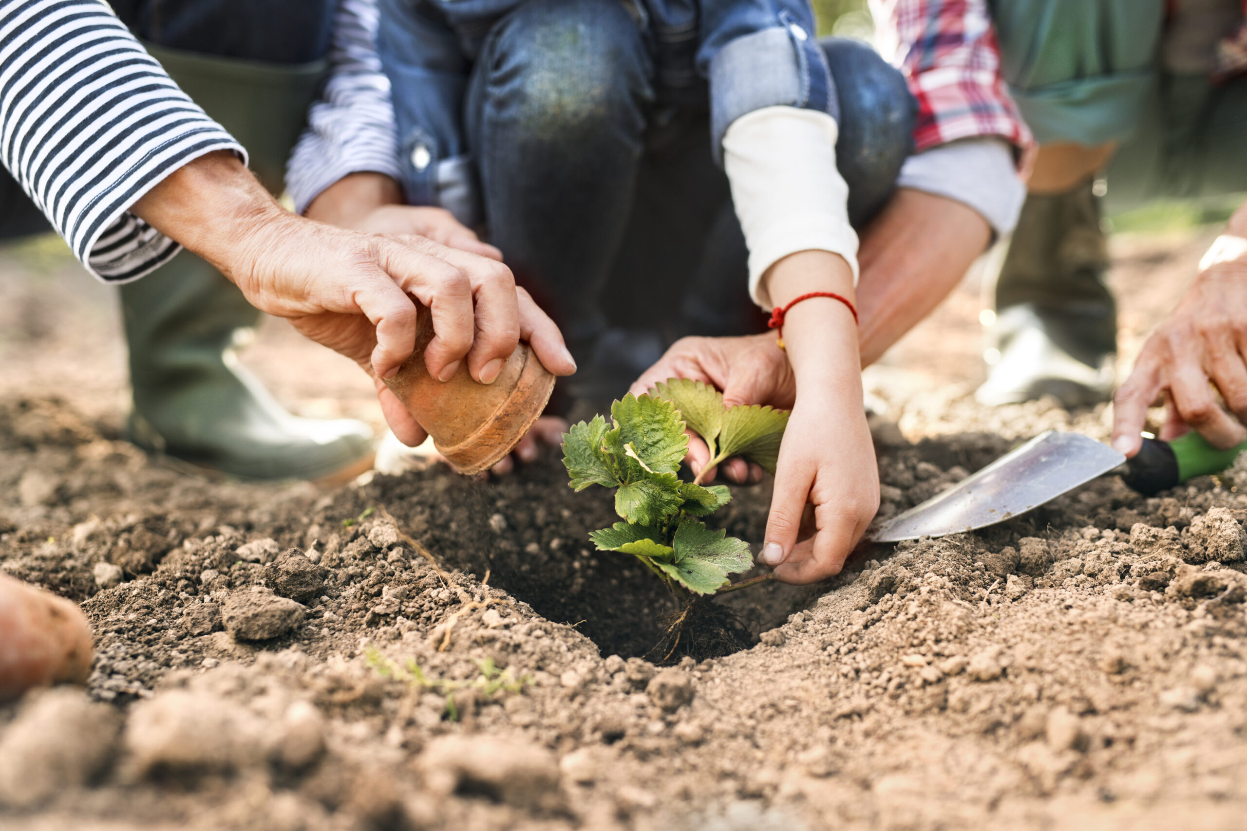 Community Gardening: Sowing Seeds of Hope and Connection senior couple with granddaughter gardening in the garden.